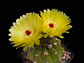 Нажмите на изображение для увеличения.

Название:	Notocactus ottonis.jpg
Просмотров:	154
Размер:	250.0 Кб
ID:	343839