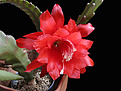 Нажмите на изображение для увеличения.

Название:	Epiphyllum sp.jpg
Просмотров:	153
Размер:	297.1 Кб
ID:	343842