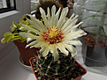 Нажмите на изображение для увеличения.

Название:	Hamatocactus_setispinus.jpg
Просмотров:	151
Размер:	252.5 Кб
ID:	343844