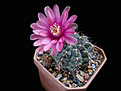 Нажмите на изображение для увеличения.

Название:	Gymnocalycium_baldianum.jpg
Просмотров:	152
Размер:	240.9 Кб
ID:	343845