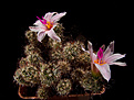 Нажмите на изображение для увеличения.

Название:	Mammillaria_yaquensis.jpg
Просмотров:	155
Размер:	246.7 Кб
ID:	343846