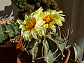 Нажмите на изображение для увеличения.

Название:	Astrophytum_crassispinum.jpg
Просмотров:	155
Размер:	217.4 Кб
ID:	343848
