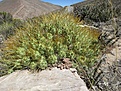 Нажмите на изображение для увеличения.

Название:	Maihueniopsis_boliviana_S100-IMG_2794.jpg
Просмотров:	216
Размер:	222.8 Кб
ID:	343866