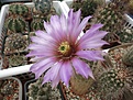 Нажмите на изображение для увеличения.

Название:	Echinocereus_Reichenbachii_N2_06.2014_1_1024.jpg
Просмотров:	135
Размер:	297.2 Кб
ID:	343881
