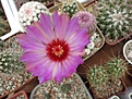 Нажмите на изображение для увеличения.

Название:	Thelocactus_Schwarzii_06.2014_1_1024.jpg
Просмотров:	117
Размер:	265.3 Кб
ID:	343882