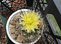 Нажмите на изображение для увеличения.

Название:	Copiapoa_Humilis_paposoensis_06.2014_2.JPG
Просмотров:	125
Размер:	264.8 Кб
ID:	343887