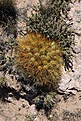 Нажмите на изображение для увеличения.

Название:	Maihueniopsis_boliviana_5DM3-IMG_3245.jpg
Просмотров:	212
Размер:	229.0 Кб
ID:	343895