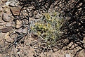 Нажмите на изображение для увеличения.

Название:	Maihueniopsis_boliviana_5DM3-IMG_3340.jpg
Просмотров:	212
Размер:	218.1 Кб
ID:	343897