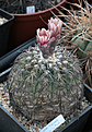 Нажмите на изображение для увеличения.

Название:	Gymnocalycium_spegazzinii_VG090.jpg
Просмотров:	125
Размер:	190.3 Кб
ID:	343927