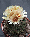 Нажмите на изображение для увеличения.

Название:	Coryphantha_scheeri_SB843-17.jpg
Просмотров:	140
Размер:	198.9 Кб
ID:	343930
