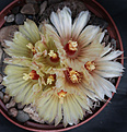 Нажмите на изображение для увеличения.

Название:	Coryphantha_scheeri_SB843-17_.jpg
Просмотров:	141
Размер:	208.5 Кб
ID:	343931