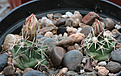 Нажмите на изображение для увеличения.

Название:	Coryphantha_scheeri_SB843-17+.jpg
Просмотров:	142
Размер:	226.1 Кб
ID:	343932