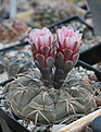 Нажмите на изображение для увеличения.

Название:	Gymnocalycium_spegazzinii_VG806.jpg
Просмотров:	395
Размер:	173.3 Кб
ID:	343935