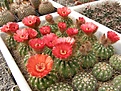 Нажмите на изображение для увеличения.

Название:	Notocactus ottonis v. vencluianus.jpg
Просмотров:	167
Размер:	131.6 Кб
ID:	343936