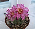 Нажмите на изображение для увеличения.

Название:	Gymnocalycium tillianum.jpg
Просмотров:	166
Размер:	40.3 Кб
ID:	343948