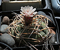 Нажмите на изображение для увеличения.

Название:	Gymnocalycium_cardenasianum_VG956.jpg
Просмотров:	161
Размер:	212.2 Кб
ID:	343959