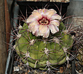 Нажмите на изображение для увеличения.

Название:	Gymnocalycium_planzii.jpg
Просмотров:	173
Размер:	205.6 Кб
ID:	343960