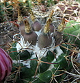 Нажмите на изображение для увеличения.

Название:	Coryphantha asterias.jpg
Просмотров:	165
Размер:	149.7 Кб
ID:	343962