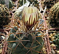 Нажмите на изображение для увеличения.

Название:	Coryphantha poselgeriana v. valida SB288.jpg
Просмотров:	162
Размер:	167.4 Кб
ID:	343963