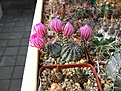 Нажмите на изображение для увеличения.

Название:	Echinocereus amoenus v San Felipe 10K.jpg
Просмотров:	170
Размер:	237.4 Кб
ID:	343964
