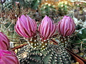 Нажмите на изображение для увеличения.

Название:	Echinocereus amoenus v San Felipe 10K_1.jpg
Просмотров:	139
Размер:	206.5 Кб
ID:	343965