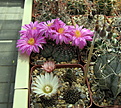 Нажмите на изображение для увеличения.

Название:	Echinocereus amoenus v San Felipe 10K_2.jpg
Просмотров:	165
Размер:	203.3 Кб
ID:	343966
