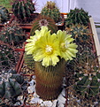 Нажмите на изображение для увеличения.

Название:	Notocactus leninghausii.jpg
Просмотров:	150
Размер:	163.2 Кб
ID:	343967