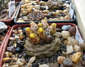 Нажмите на изображение для увеличения.

Название:	1_Copiapoa barquitensis FR654_2.jpg
Просмотров:	271
Размер:	204.8 Кб
ID:	343969
