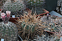 Нажмите на изображение для увеличения.

Название:	Gymnocalycium_cardenasianum_VG934.jpg
Просмотров:	446
Размер:	217.9 Кб
ID:	343971