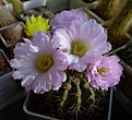 Нажмите на изображение для увеличения.

Название:	Acanthocalycium_violaceum_P110a.jpg
Просмотров:	172
Размер:	207.9 Кб
ID:	343982