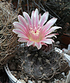 Нажмите на изображение для увеличения.

Название:	Pyrrhocactus_atroviridis_WM134.jpg
Просмотров:	159
Размер:	200.2 Кб
ID:	343985
