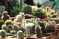Нажмите на изображение для увеличения.

Название:	Setiechinopsis mirabilis.jpg
Просмотров:	150
Размер:	197.8 Кб
ID:	344012