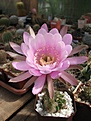 Нажмите на изображение для увеличения.

Название:	Echinopsis sp..JPG
Просмотров:	117
Размер:	145.8 Кб
ID:	344048