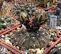 Нажмите на изображение для увеличения.

Название:	g_Gymnocalycium bodenbenderianum P 76.jpg
Просмотров:	466
Размер:	185.8 Кб
ID:	344074