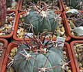 Нажмите на изображение для увеличения.

Название:	Echinocactus horizonthalonius.jpg
Просмотров:	133
Размер:	187.9 Кб
ID:	344080