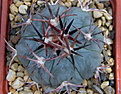 Нажмите на изображение для увеличения.

Название:	Echinocactus horizonthalonius2.jpg
Просмотров:	145
Размер:	159.6 Кб
ID:	344081
