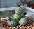 Нажмите на изображение для увеличения.

Название:	Tephrocactus geometricus Fiambala.jpg
Просмотров:	227
Размер:	164.9 Кб
ID:	344082