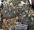 Нажмите на изображение для увеличения.

Название:	l_ACANTHOCALYCIUM glaucum  VG-176.jpg
Просмотров:	376
Размер:	191.9 Кб
ID:	344085