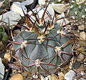 Нажмите на изображение для увеличения.

Название:	l_ACANTHOCALYCIUM glaucum  VG-176 2.jpg
Просмотров:	371
Размер:	180.5 Кб
ID:	344086