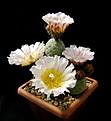 Нажмите на изображение для увеличения.

Название:	Tephrocactus geometricus Fiambala...jpg
Просмотров:	232
Размер:	87.5 Кб
ID:	344088