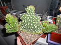 Нажмите на изображение для увеличения.

Название:	Euphorbia pseudocactus crist.jpg
Просмотров:	323
Размер:	167.9 Кб
ID:	344097