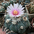 Нажмите на изображение для увеличения.

Название:	Echinocactus_horizontalonius_Las_Tablas.jpg
Просмотров:	153
Размер:	224.9 Кб
ID:	344098