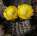 Нажмите на изображение для увеличения.

Название:	Acanthocalycium_glaucum.jpg
Просмотров:	450
Размер:	204.2 Кб
ID:	344099