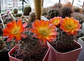 Нажмите на изображение для увеличения.

Название:	Acanthocalycium_glaucum.jpg
Просмотров:	115
Размер:	240.9 Кб
ID:	344102