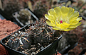 Нажмите на изображение для увеличения.

Название:	Acanthocalycium_munitum_DH10_Cerro_Zorrito.jpg
Просмотров:	392
Размер:	188.2 Кб
ID:	344110