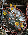 Нажмите на изображение для увеличения.

Название:	Mammillaria_baumii.jpg
Просмотров:	155
Размер:	236.3 Кб
ID:	344113