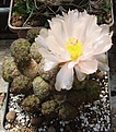 Нажмите на изображение для увеличения.

Название:	Pun.bonnieae.JPG
Просмотров:	233
Размер:	244.3 Кб
ID:	344114