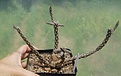 Нажмите на изображение для увеличения.

Название:	Pt.kuntzei (tuberosus).JPG
Просмотров:	218
Размер:	127.3 Кб
ID:	344117
