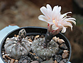 Нажмите на изображение для увеличения.

Название:	Gymnocalycium_berhtii_LB320.jpg
Просмотров:	395
Размер:	205.8 Кб
ID:	344145