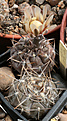 Нажмите на изображение для увеличения.

Название:	Gymnocalycium_borthii_nogolense_VG684.jpg
Просмотров:	405
Размер:	189.1 Кб
ID:	344147